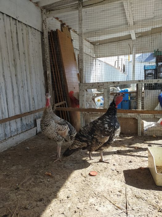 Индюк сатылады 2 мекен