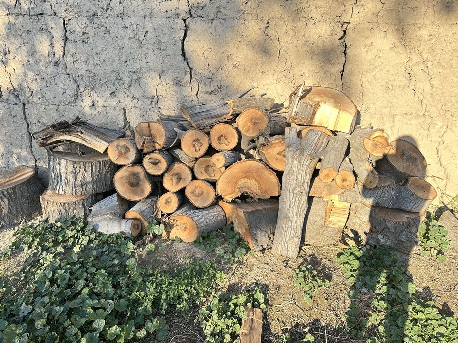 Утин бор хар хил дарахтдан. Мошинига караб келишамиз. Шох хам бор