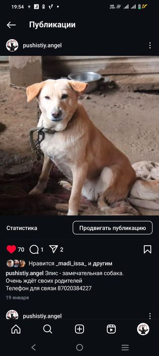 Преданные собачки ищут дом