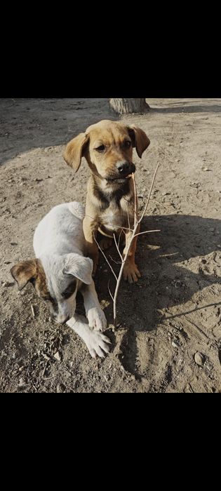 Одам щенков, девочка и мальчик