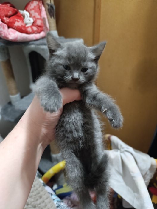 Продам котят девочки и мальчика