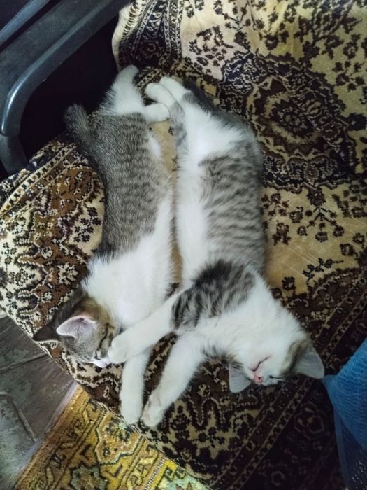 Котята ищут свой дом