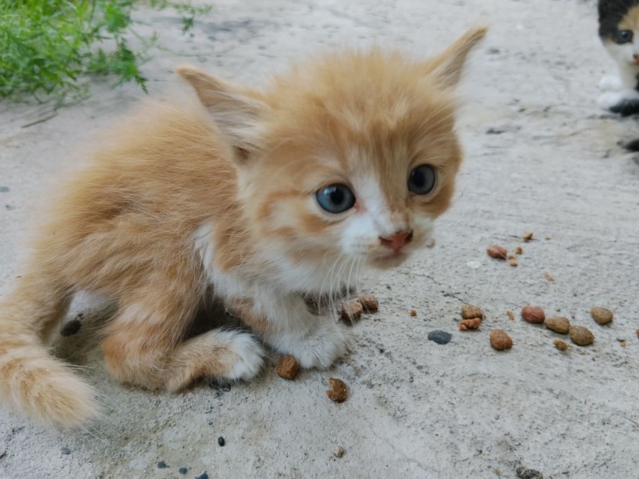 Отдам котят бесплатно
