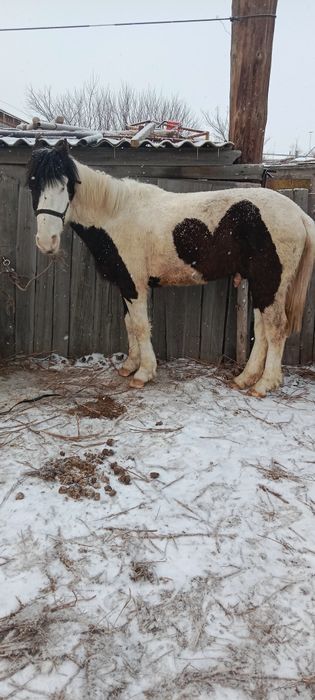 Продам жеребца или обмен на мерина