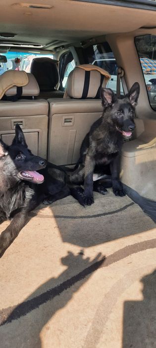 Немецкая овчарка