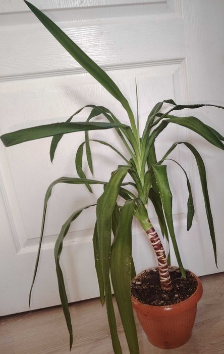 Floare ghiveci yucca. Trimit în tara.