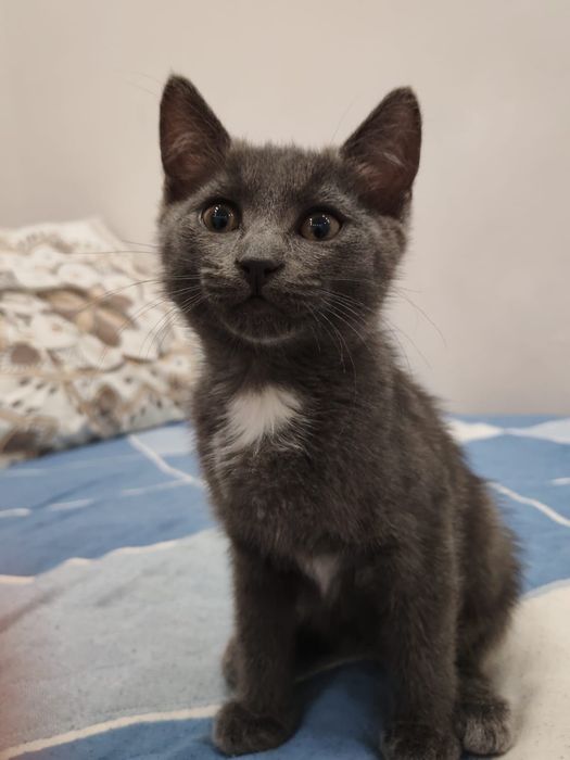 Отдаём котят в хорошие руки