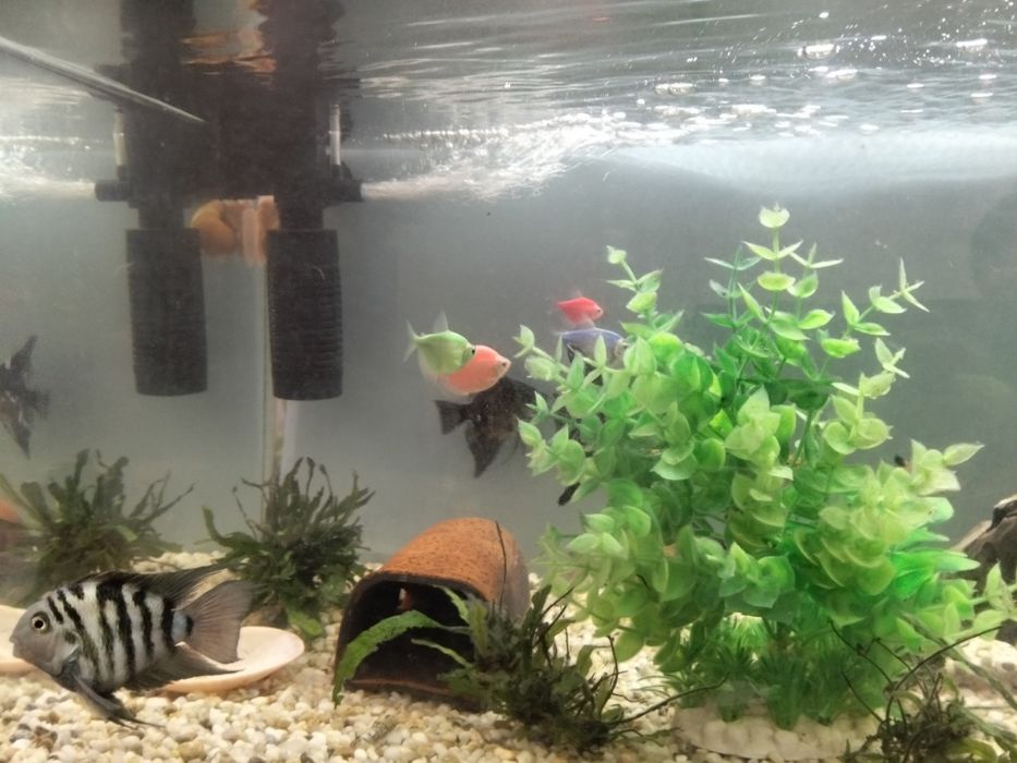 Продам аквариум с рыбками