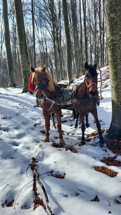 Vând iapa de 7 ani !