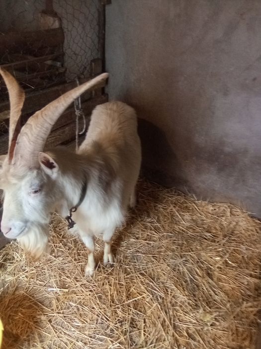 Țap de rasă Saneen