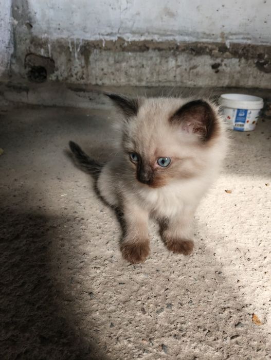 Отдам котят в хорошие руки