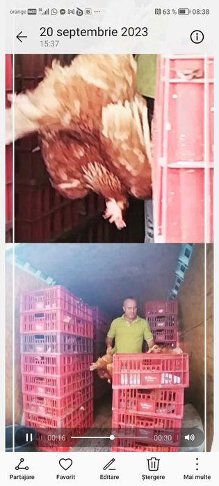 Gaini de oua în ciclu de ouat de 3-4 luni si cocosi