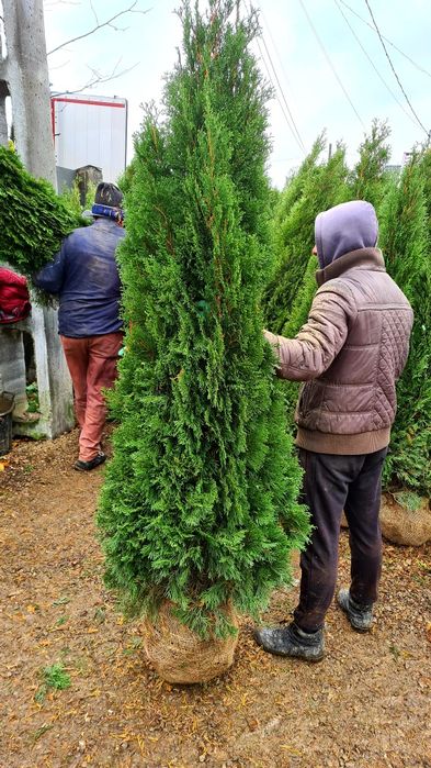 Tuia smaragd mai multe dimensiuni