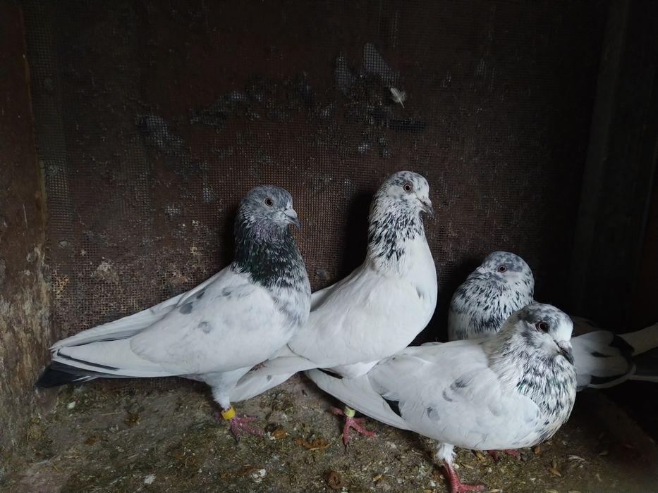 Пакистанские Голуби Самцы