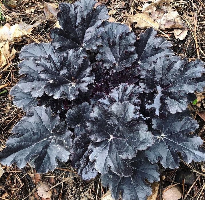 Гейхеры многолетние растения