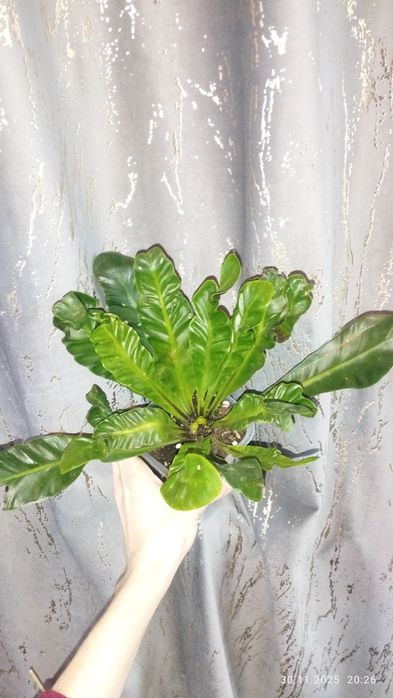 Продается Шикарный Папоротник Асплениум Кобра