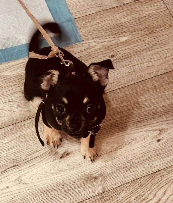 Продам собаку , девочка