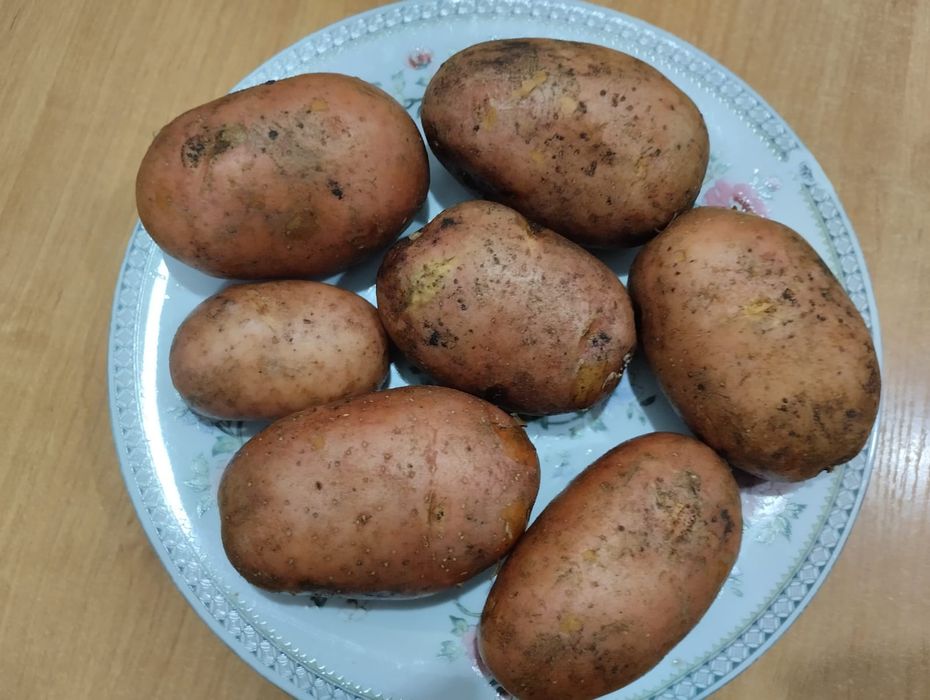 Картофель домашний