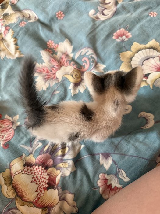 Котенок(девочка)