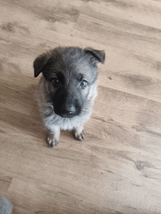 Щенки немецкой овчарки