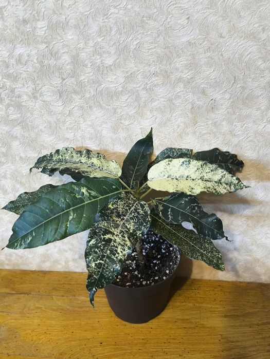 Фикусы разных сортов