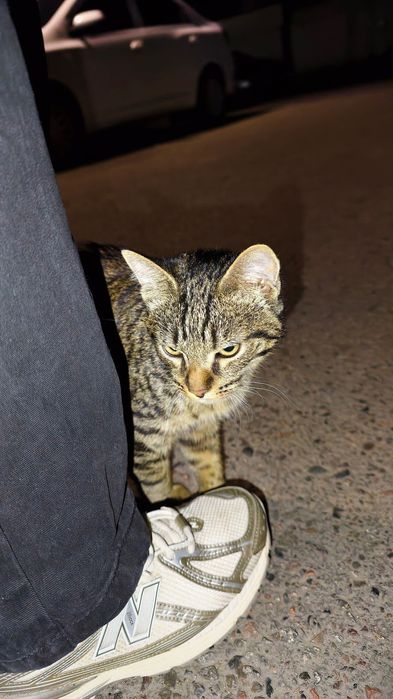 Котенок ищет дом