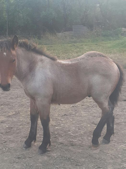 Mînz căluț de vinzare din cai grei.Mai multe detalii la nr  0742162823