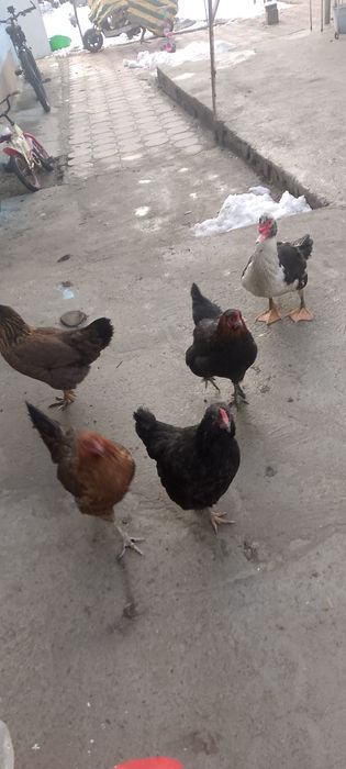 Товуклар вам индиутка сотилади