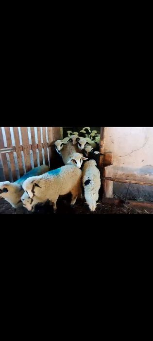 Miei frumosi de vanzare