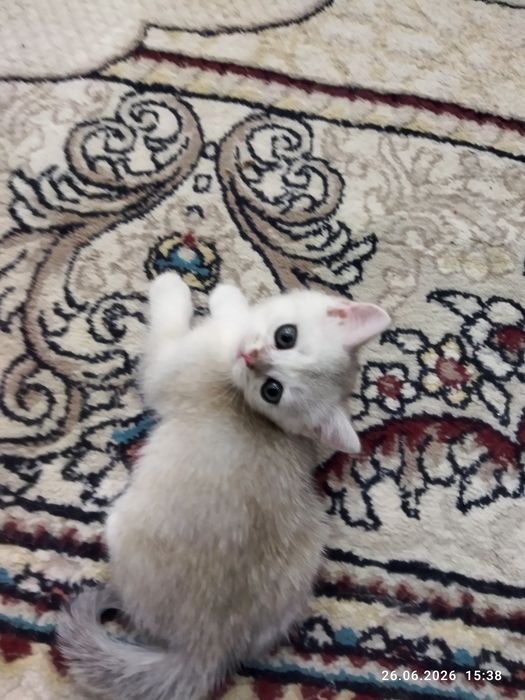 Продажа шотланских котят