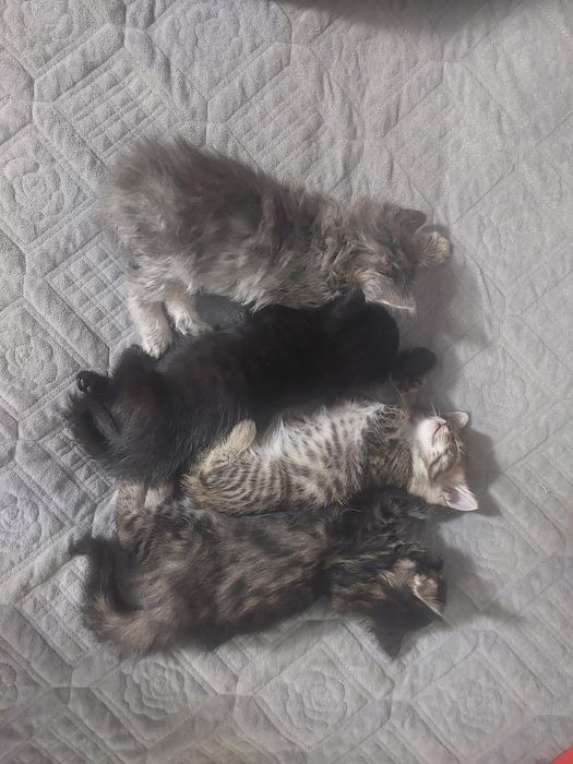 Отдам котят в добрые руки