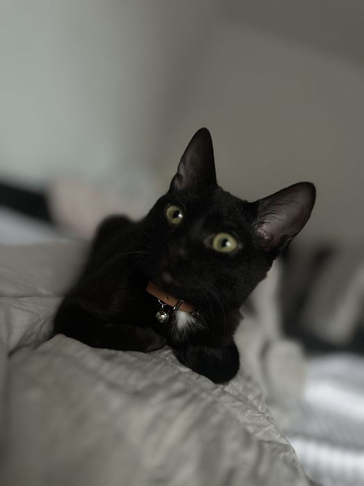 Mitzi isi caută un nou stăpân