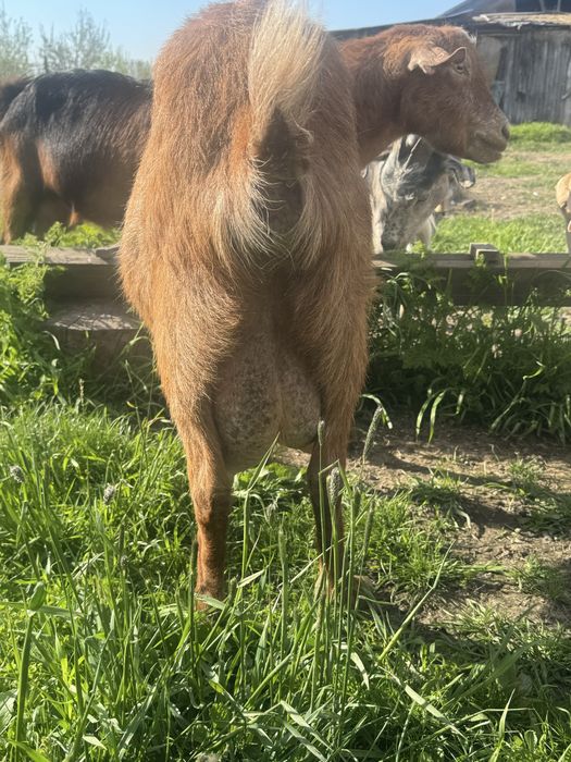 Capre de rasa  de vanzare