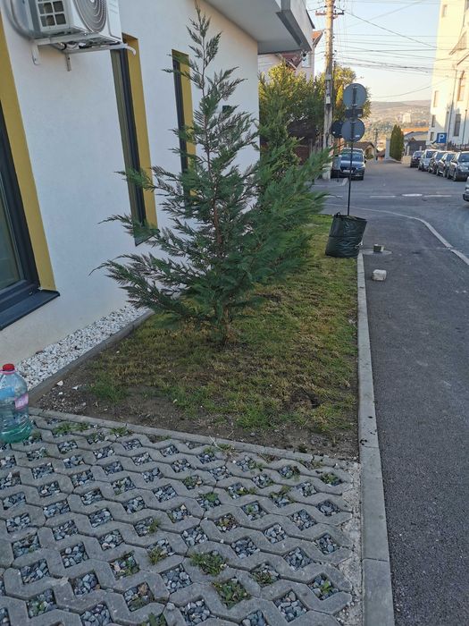 Oferim servicii de gradinarit, cosit vegetatie, toaletare gard viu