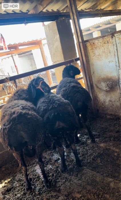 Қошқар Кошкар Барыны