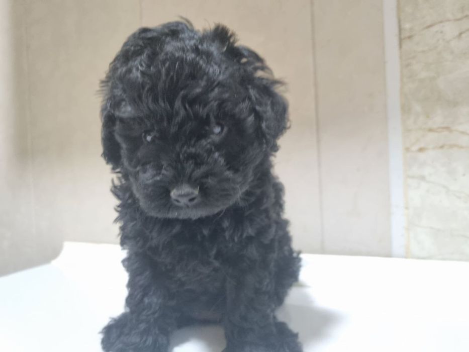 Милые шетки  пулеля.