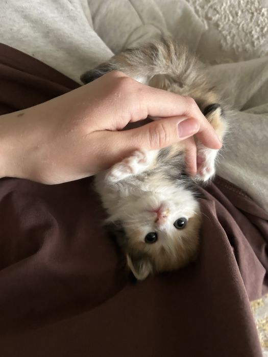 Милая кошка мальчик