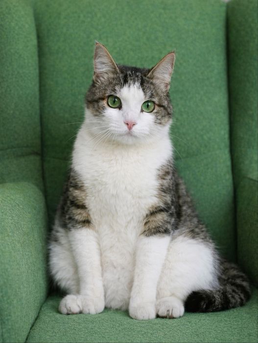 Кот Феликс ищет семью