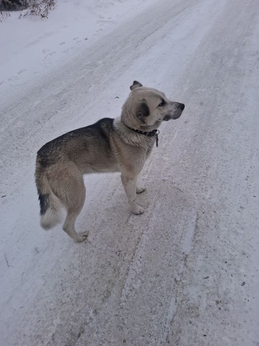 Нашлась собака с ошейником