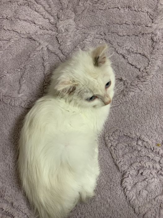 белый котеночек