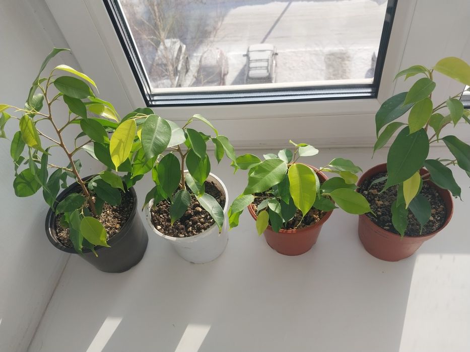 Продам комнатные цветы