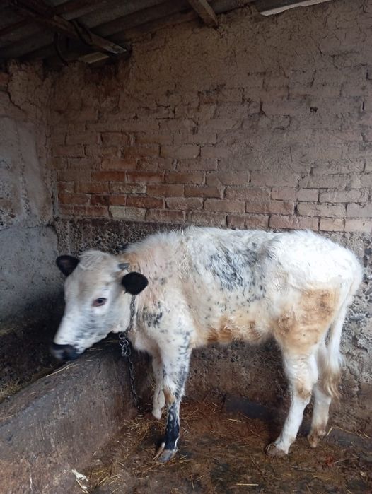 Продается ургашы