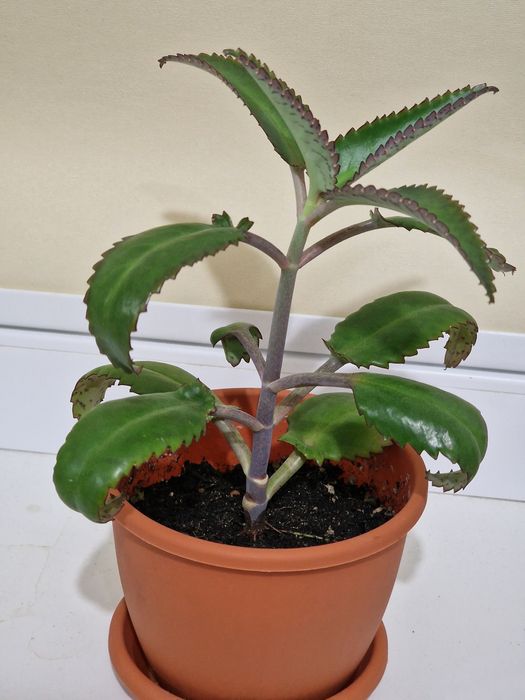 Комнатное растение каланхоэ лечебное