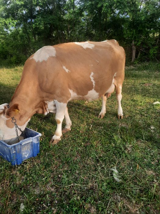 Vaca de vanzare baltata