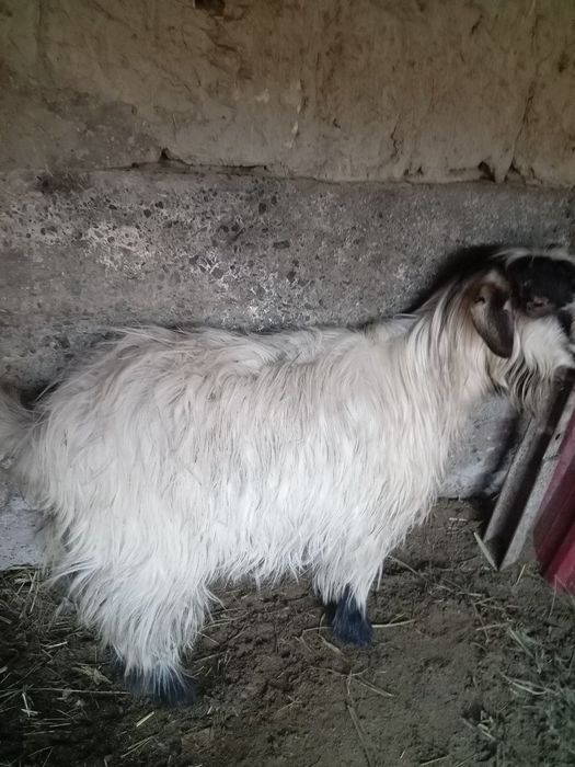 Kurka sotiladi karvon bozor