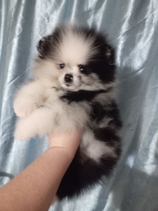 Продам щенка шпица