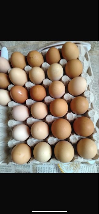 Oua de vanzare,foarte bune