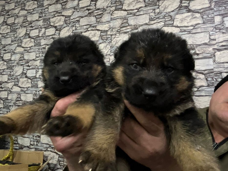 Щенки немецской овчарки
