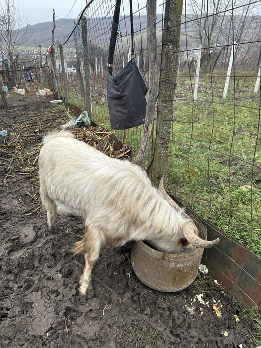 Vând țapii și capre