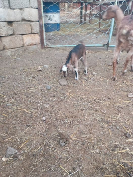 Продается альпийская коза